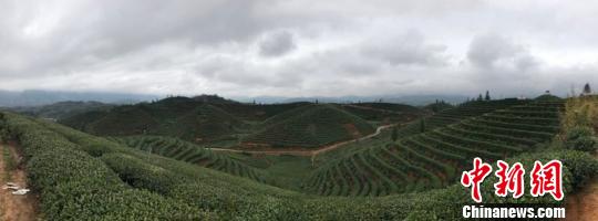 大柘茶园风光无限。遂昌宣传部提供