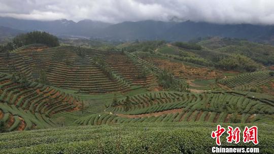 在大柘镇家家有茶田,遂昌宣传部提供