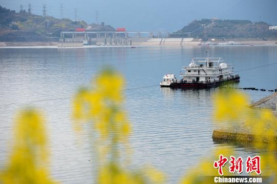 油菜花把三峡大坝映衬得分外壮观美丽 雷勇 摄