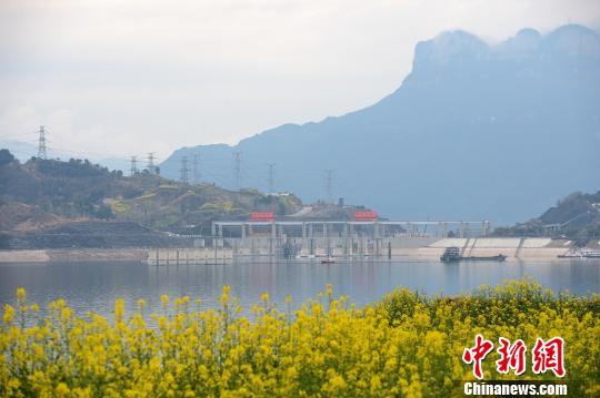 三峡坝区油菜花竞相绽放 雷勇 摄