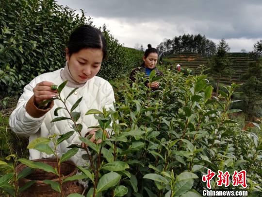 人们在采摘茶叶。遂昌宣传部提供
