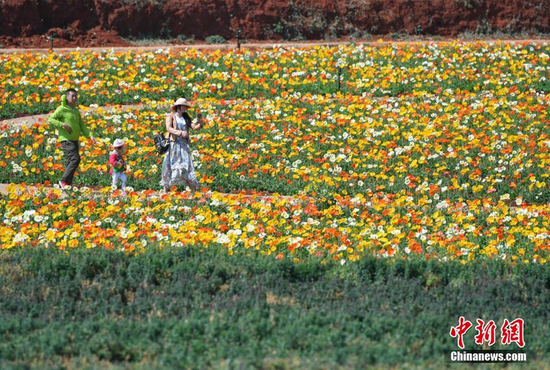 游客徜徉花丛
