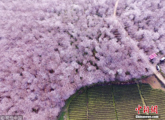 樱花
