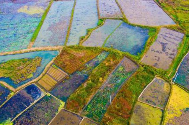 资料图:农田。 欧阳常海 摄