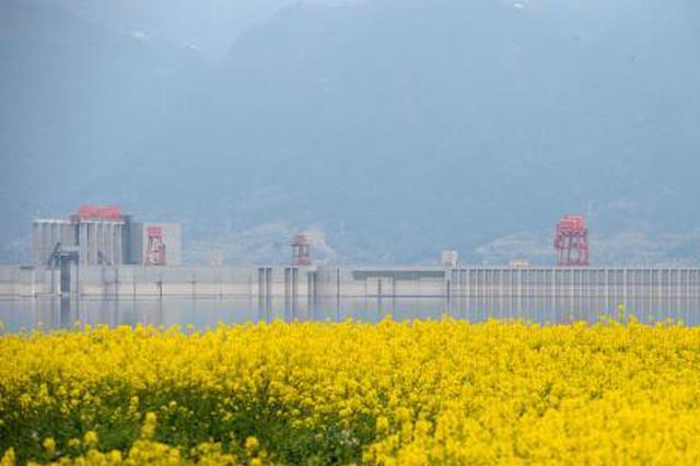 “花海大坝”美丽壮观 雷勇 摄