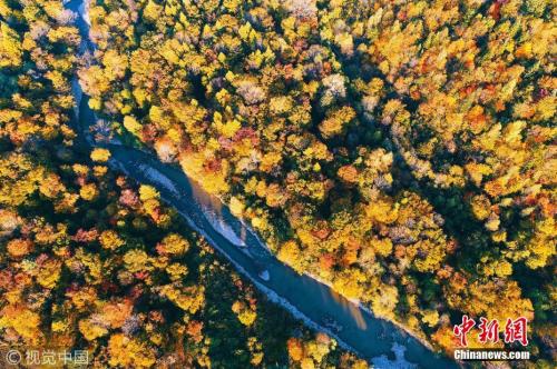 资料图:吉林省长白山林区,老白山风景区茂密秋季森林林海,五彩山林风景。