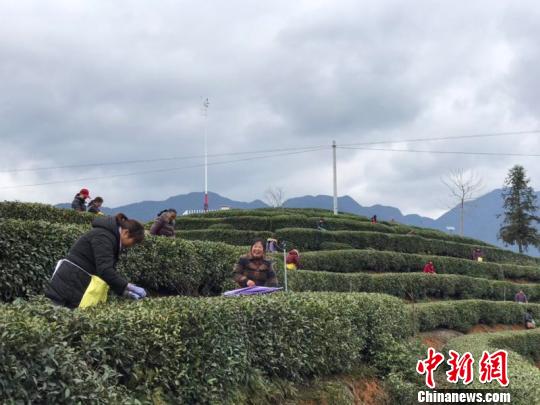 茶农在田里忙碌。遂昌宣传部提供