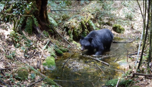 国家一级保护动物豺妈妈带七崽觅食与大黑熊同框