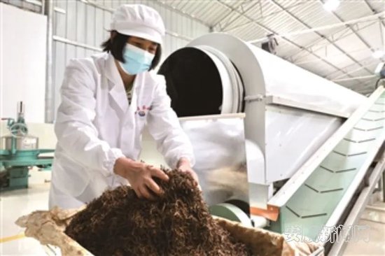 在中国航空工业集团投建的普定县化处镇水井村红茶自动化生产车间内工人正在制茶