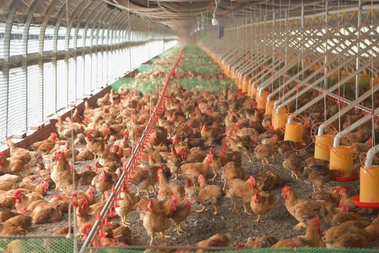 小寨关村肉鸡养殖场的鸡舍。（陈娟/摄）