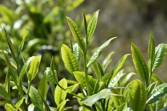 双江春茶 双江融媒供图