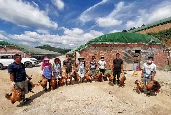 2023年7月，在安顺市紫云县小寨关村肉鸡养殖场，第一批养殖的1.5万只肉鸡出栏。（陈娟/摄）