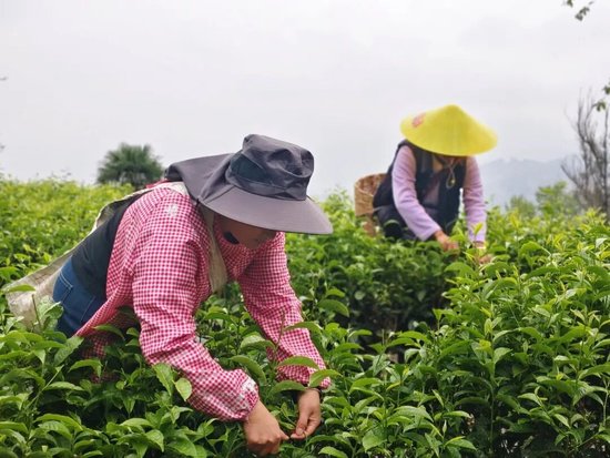 凤庆茶农采摘春茶 &nbsp;李海艳 张洁 摄