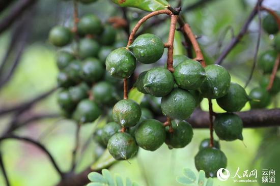云南临沧澳洲坚果种植面积已达190万亩 产值1.5亿元