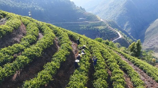 云县茶农采摘春茶 &nbsp;杨睿摄