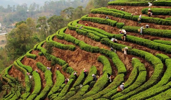 凤庆茶农采摘春茶 &nbsp;李海艳 张洁 摄