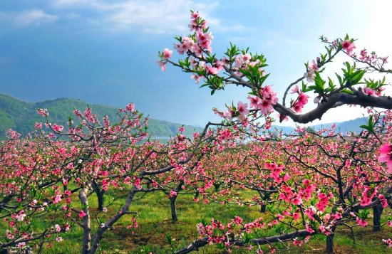 宽甸鸭绿江(河口)桃花季
