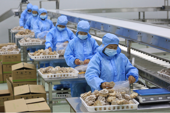 工人在大方县经济开发区一家食用菌种植基地包装菌菇