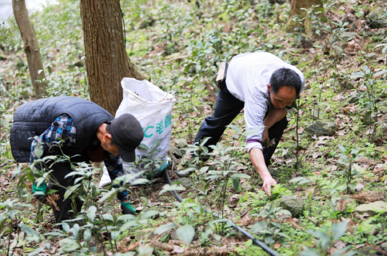 当地脱贫群众在邮储银行榕江县支行贷款支持的贵州瑞成农业科技有限公司草珊瑚种植基地务工