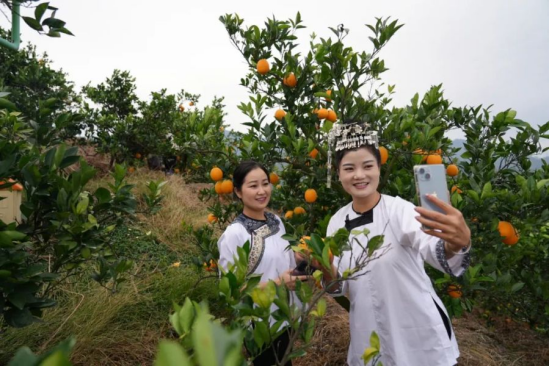 盘荣信在果园通过直播兜售当地脐橙