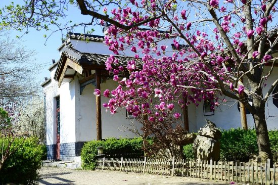 李园玉兰赏花会