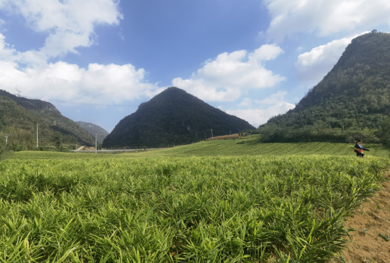 兴仁市生姜种植基地
