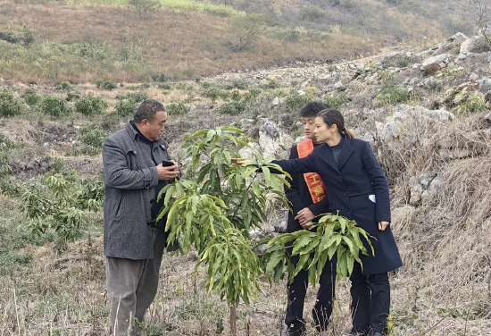 工行兴义晴隆支行深入光照镇查看芒果种植情况