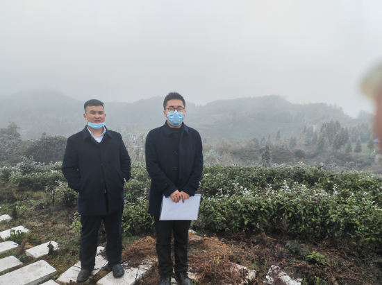 工行贵州毕节分行工作人员到大方县茶叶种植地进行调研