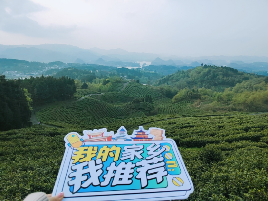 在茶场为家乡点赞 摄/向倩