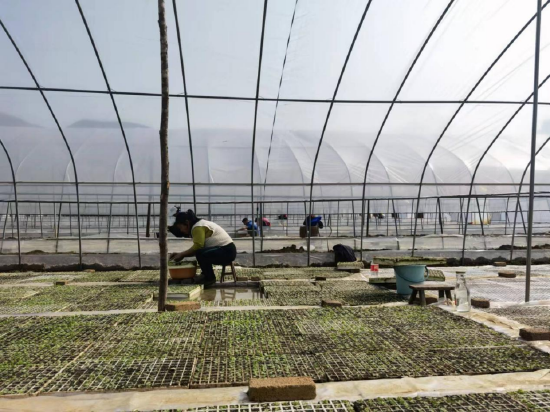 （当地烟农们正在烟叶种植基地培种育苗）