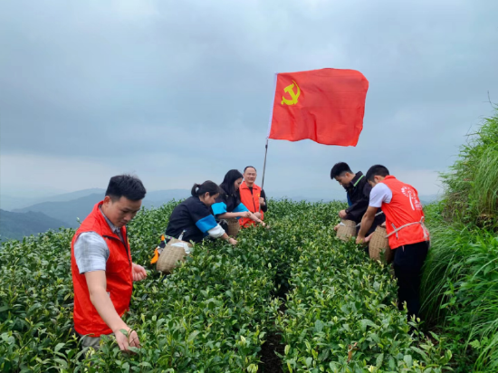 邮储银行榕江县支行党支部党员变身“茶农”助力两汪乡青白茶采摘