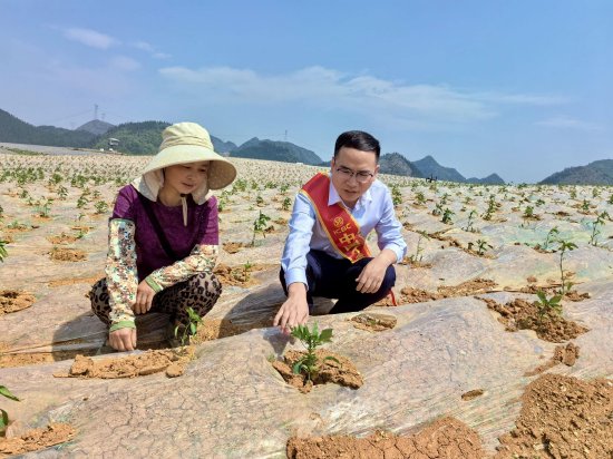 工行兴义兴仁支行深入兴仁市屯脚镇开展辣椒种植贷调查,全力做好普惠金融服务。