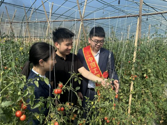 工行兴义兴仁支行客户经理实地走访西红柿种植基地