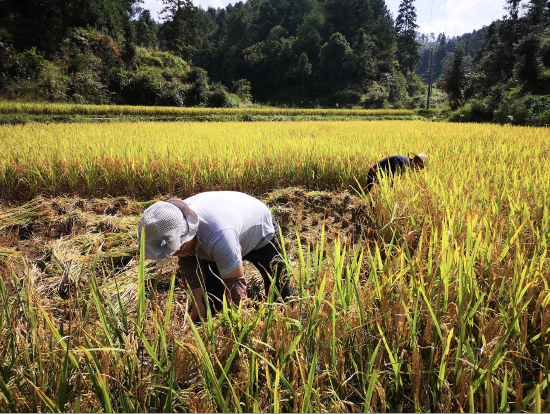 收割成熟的高粱