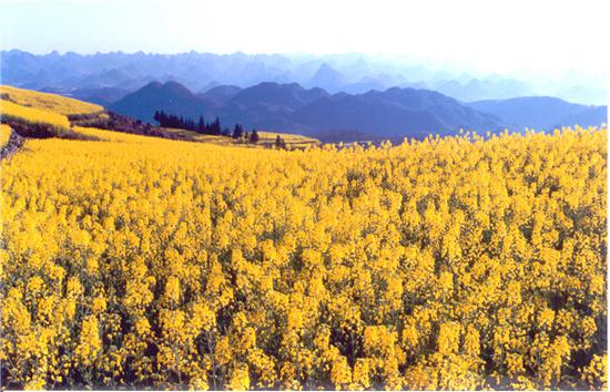 春到十万大山