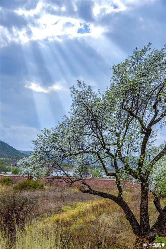 剑川坝南山脚梨花（摄影：杨继培）