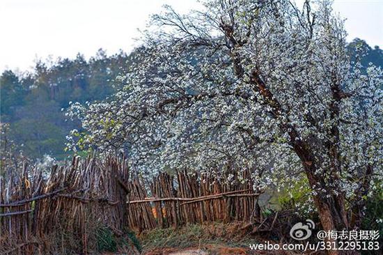 大理鹤庆奇峰梨园（摄影：梅志良）