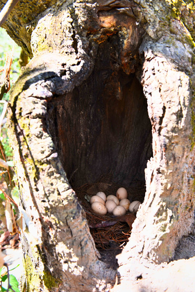 山鸡舞镜志千里 昌宁县鸡飞镇王蛟虎林下养飞