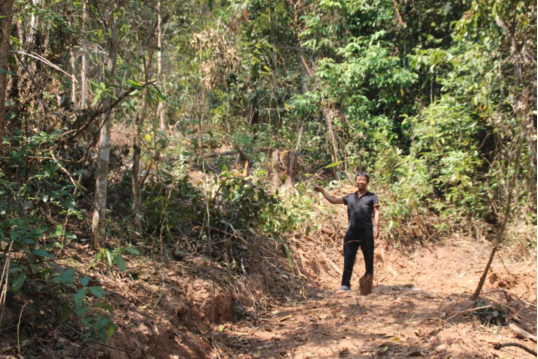 云南普洱:思茅区森林公安局破获一起盗伐林木