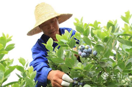 种植工人
