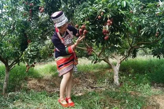 “荔枝飘香,有爱情怀”旅游文化节活动