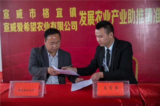 宣威格宜镇:公司+合作社+农户+贫困户农业产