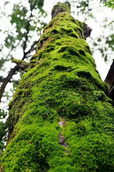 中央电视台科教频道《地理中国》到曲靖取景拍