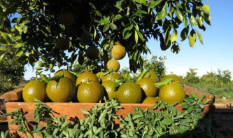 天天果园首发澳大利亚巧克力橙 全球限量仅有