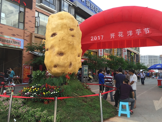 东川区雕刻展示的4米高3米宽开花洋芋