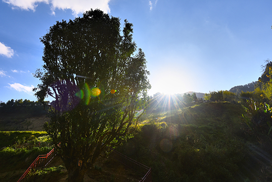 昌宁获评云南省高原特色现代农业茶产业 十强