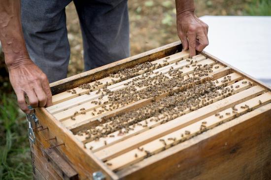 罗平芭蕉箐:旅游+扶贫产业全靠一窝蜂_云南