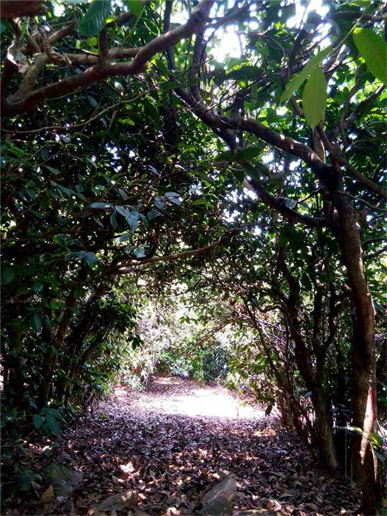 鸣凤山古茶园