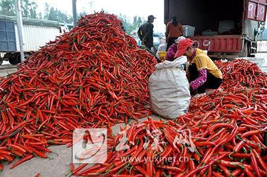 玉溪安化乡红辣椒上市