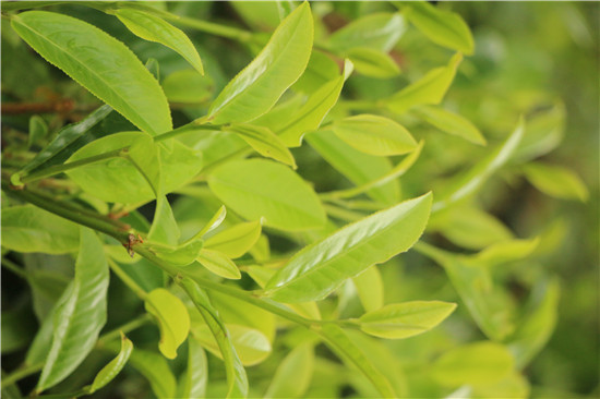 当地种植的绿色茶叶
